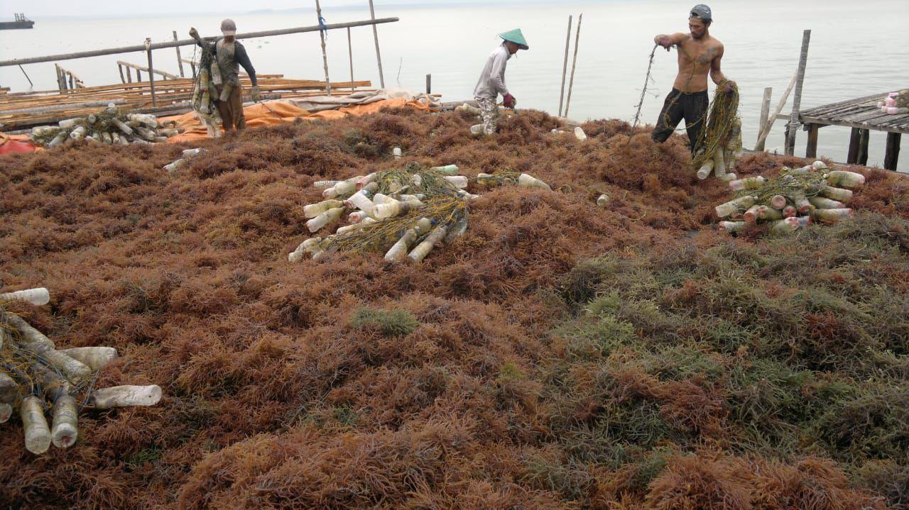 Sejumlah-petani-rumput-laut-di-Kabupaten-Nunukan-271025S.jpg