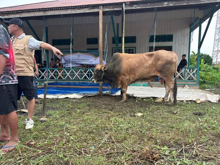 Suasana-persiapan-kurban-Sapi-Bantuan-Presiden.jpg