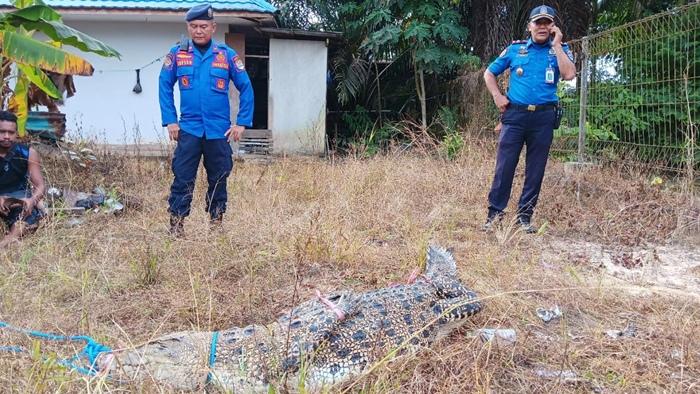 Tampak-buaya-hasil-pancingan-tadi-malam-berhasil-tertangkap-dan-dievakuasi-PMK-Tarakan.jpg