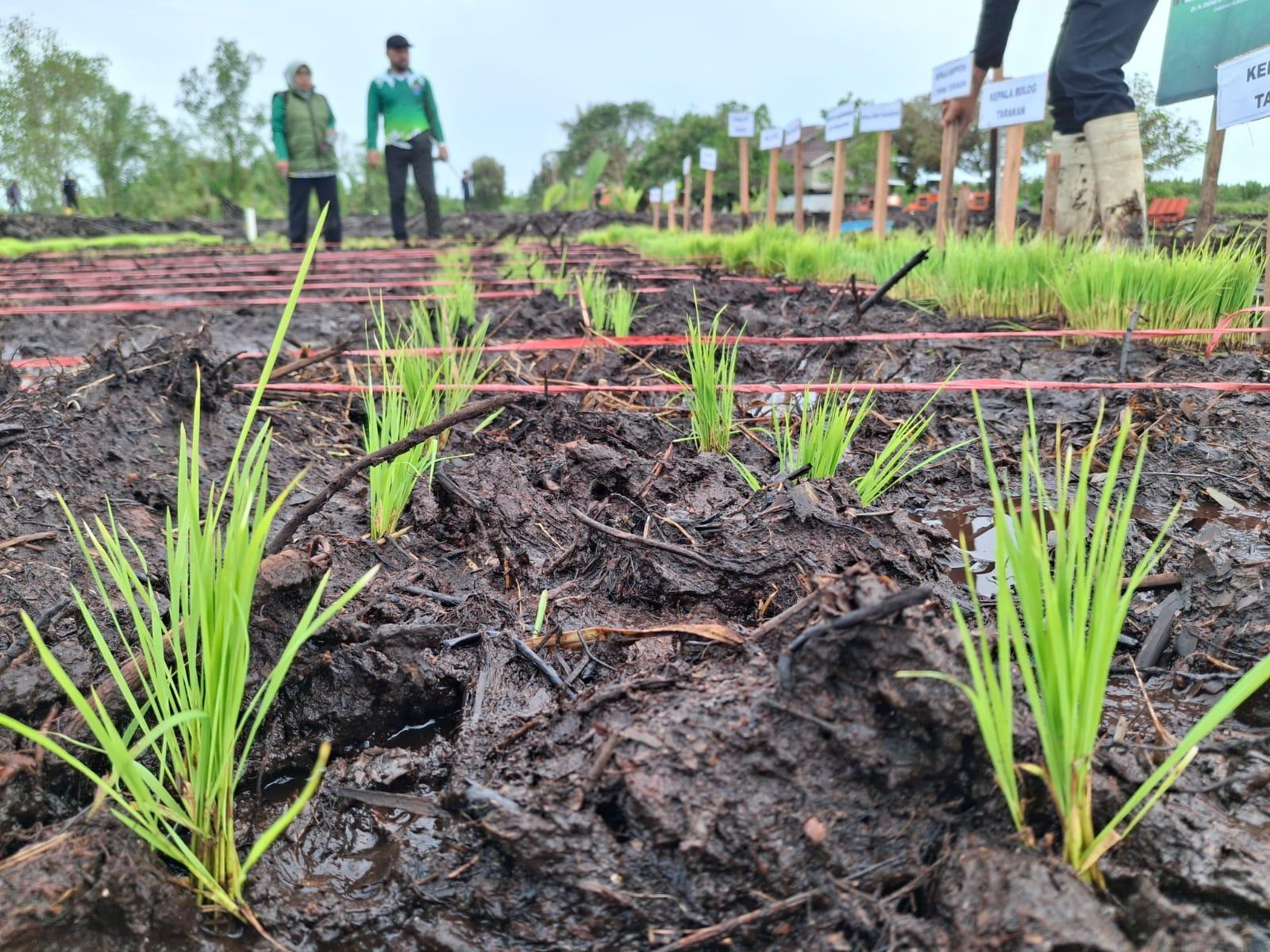 Tanam-padi-di-Cetak-Sawah-Tarakan-07012026jpg.jpg