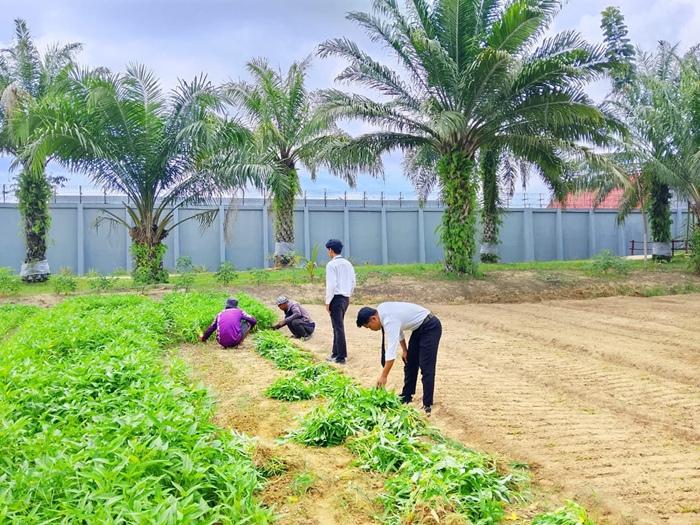Panen di Tengah Kemarau, Warga Binaan Lapas Nunukan Buktikan Bisa Produktif Lewat Pertanian