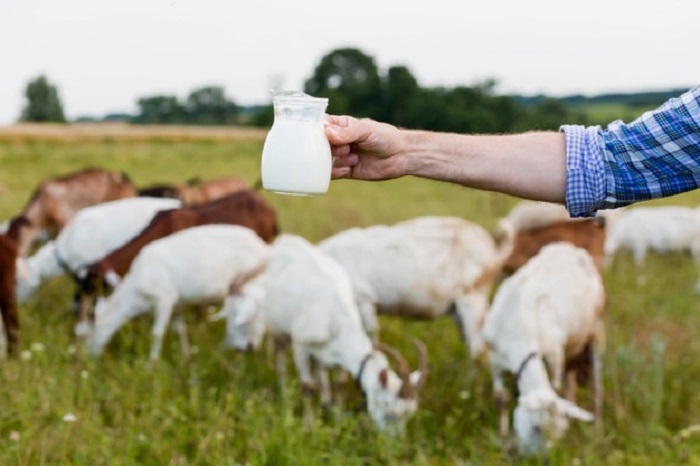 ilustrasi-susu-kambing.jpg