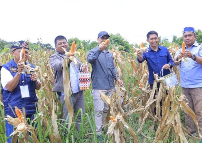 Panen Jagung Perdana, Camat Nunukan Selatan: Ketahanan Pangan jadi Bagian Garda Pertahanan Negara