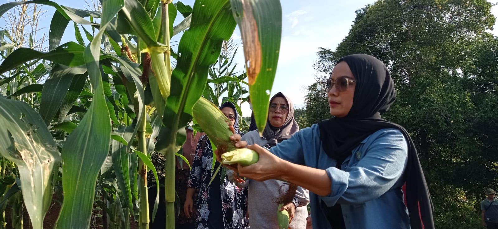 Statistik Pangan Tana Tidung 2024, Padi dan Jagung Masih Dominan, Bagaimana Tantangan Petani?