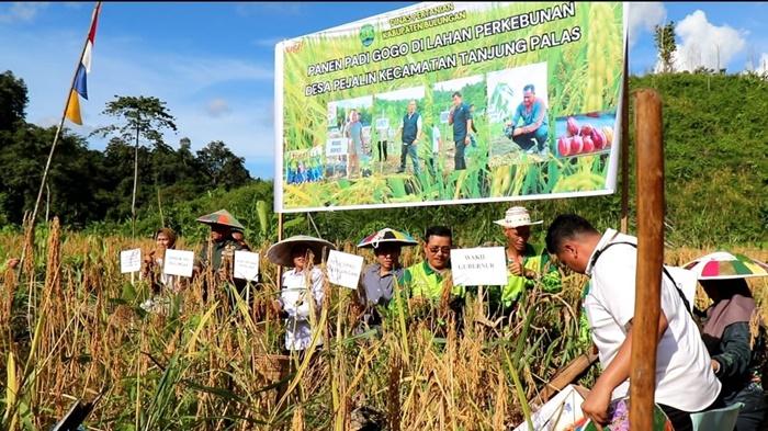 panen-raya-salah-satu-Desa-di-Bulungan-141225.jpg