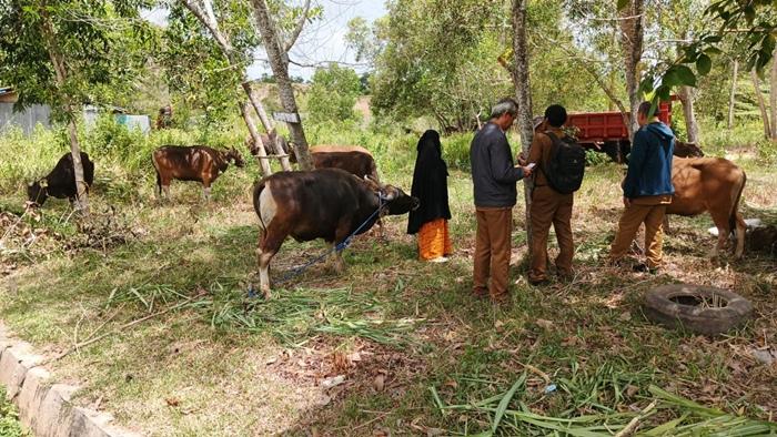 Warga Nunukan Perlu Ketahui, Begini Cara Petugas Pastikan Hewan Kurban Sehat Jelang Idul Adha 2026