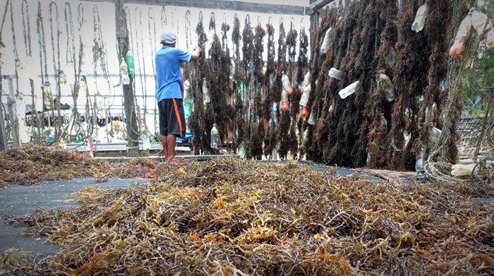 petani-rumput-laut-14102020_2.jpg