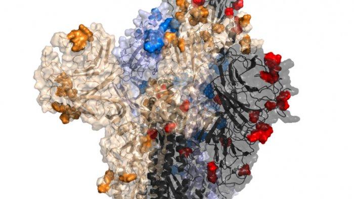 protein-lonjakan-omicron-dengan-mutasi-baru-terlihat-dalam-warna-merah-biru-emas-dan-hitam.jpg