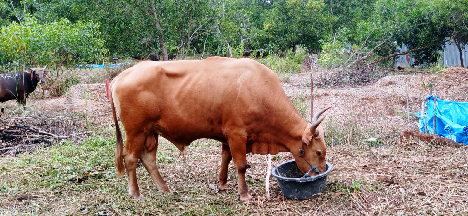 H-1 Idul Adha, Pedagang Sapi di Nunukan Laris, Herman Tinggal 1 Ekor Sapi Limosin yang Belum Terjual