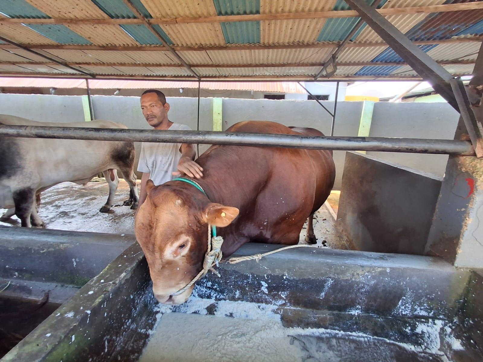 sapi-limousin-Mike-Tyson-di-Tarakan-18052026.jpg