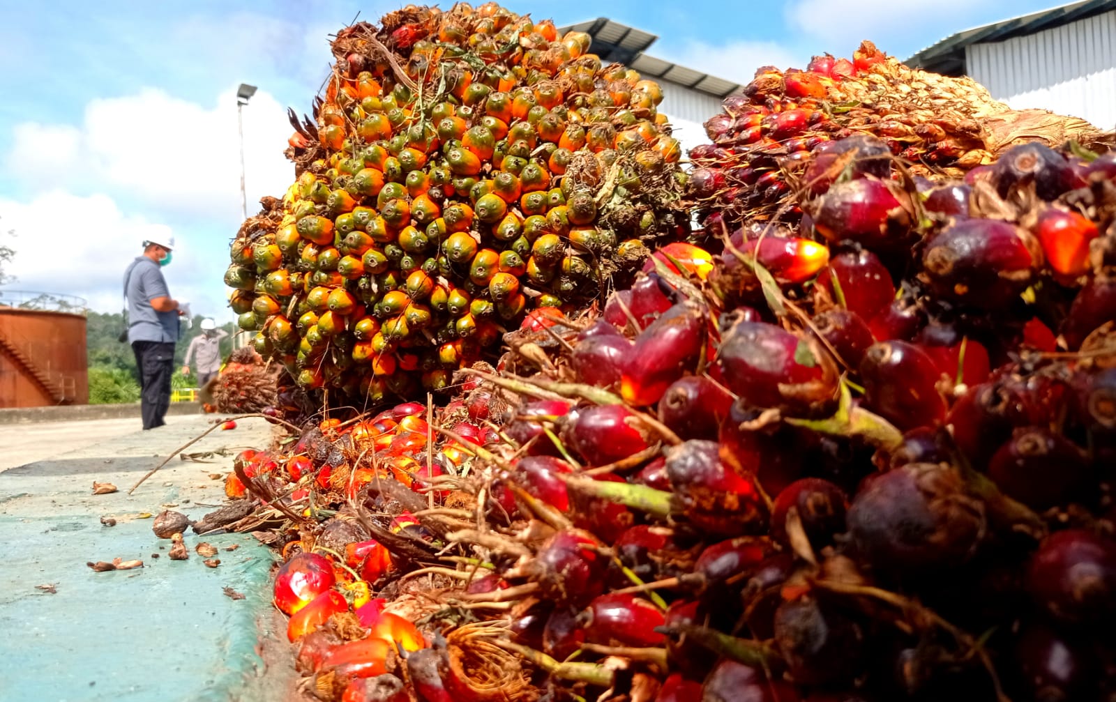 Pemerintah Pusat Siapkan Rp4,3 Triliun untuk DBH Sawit, Berapa Rupiah yang Didapat Kaltara?