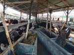 100-ekor-sapi-milik-Herman-05062022.jpg