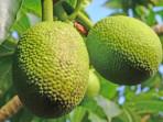 Buah-sukun-1.jpg