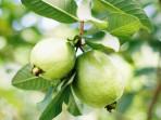 Daun-jambu-biji-1.jpg