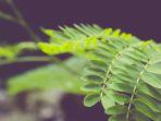 Daun-kelor-13-Juli-2025.jpg