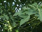Daun-pepaya-1.jpg