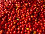 Harga Tomat di Malinau Naik Rp 40 Ribu per Kilogram dan Cabai Rawit Rp 80 Ribu, Begini Alasannya