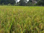 Lahan-sawah-di-Malinau-01-25012025jpg.jpg