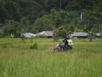 Lahan-sawah-di-Malinau-01-27092025jpg.jpg