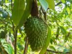 Manfaat-buah-sirsak-1.jpg