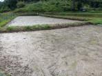 Musim-kemarau-yang-melanda-wilayah-Krayan-Selatan-fyjh.jpg