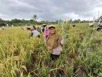 Panen-Padi-Kelompkk-Tani-Mandiri-01-17012025jpg.jpg