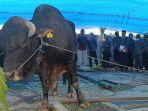 Pemeriksaan-sapi-kurban-di-Malinau-rhbgd.jpg