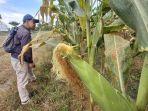 Penampakan-tanaman-jagung-di-Tarakan.jpg