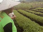 Petani-hortikultura-di-Bulungan-06102025jpg.jpg