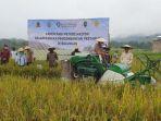 150 Ton Gabah dari Petani Sajau Hilir di Bulungan Dibeli Bulog, Harga 6.500 per Kg