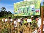Produksi-pertanian-di-Bulungan-14042025jpg.jpg