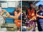 Proses-evakuasi-ular-piton-masuk-rumah-warga-Tarakan.jpg