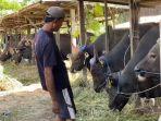 Sapi-kurban-di-Tarakan-09052025jpg.jpg