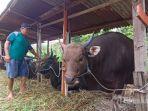 Sapi-untuk-kurban-Idul-Adha-di-Tarakan-220622.jpg