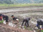 Dispertan Malinau Kaltara Target Satgas Buka 45 Hektare Lahan Padi, Rampung Tanam Awal Agustus