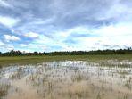 Sawah-terendam-banjir-di-Malinau-01-28052025jpg.jpg