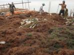 Sejumlah-petani-rumput-laut-di-Kabupaten-Nunukan-271025S.jpg
