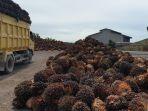 cpo-kelapa-sawit-bulungan-21062022.jpg