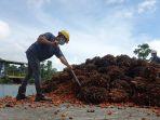 harga-kelapa-sawit-02-02-12-21.jpg
