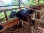hewan-sapi-01-06062022.jpg