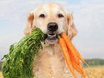 ilustrasi-anjing-makan-wortel.jpg