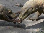 komodo-hewan-17012021.jpg