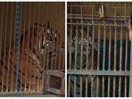 kondisi-harimau-sumatera-yang-terpapar-covid-19.jpg