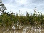 lahan-pertanian-terdampak-banjir-di-Malinau-250525.jpg