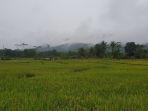 lahan-pertanian-yang-berada-di-desa-panca-agung.jpg