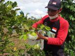 muhammad-nasrullah-petani-buah-jambu-organik-selimau-srhws.jpg