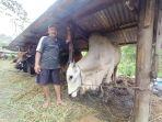 pak-soleh-saat-menunjukkan-sapi-milik-gubernur-kaltara-rbs.jpg