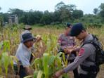 panen-jagung-PT-Adindo-070825.jpg