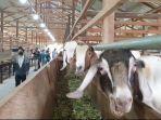 peternak-kambing-di-bulungan-02-14062022.jpg