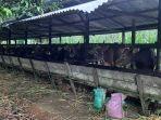 peternakan-sapi-di-nunukan-14062022.jpg